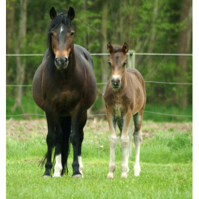 Paardenmelk foto 1